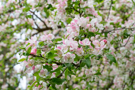 Blooming cherry blossom tree garden in springの写真素材