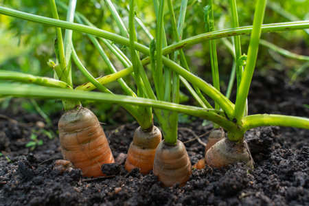 Ripe orange carrots sticking out of the soil in a small gardenの写真素材