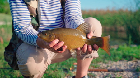 Fisherman hold big tench fish closeupの写真素材