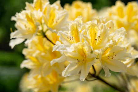 Blooming bush of yellow rhododendron in the botanical gardenの写真素材