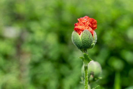 Red poppy bud on green blurred backgroundの写真素材