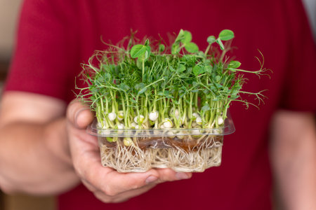 Growing Micro-green for Healthy Food. Box of Green Pea Organic Microgreens in Male Hands Close-up.の写真素材