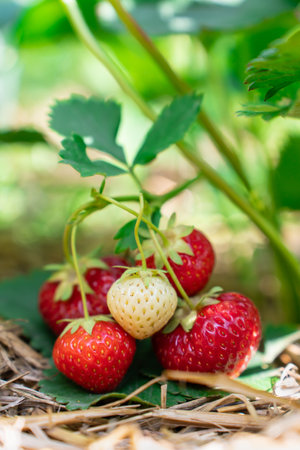 Strawberries Hanging on Green Plant Closeup on Sunny Day. Fresh Fruit Conceptの写真素材