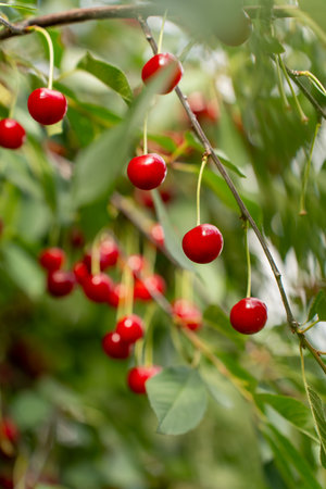 Ripe Red Felt Cherry Berries on Tree Branch. Harvest of berries in a farmers orchardの写真素材