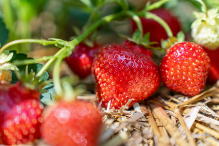 Red Berries of Ripe Strawberries on a Bush Closeup on Sunny Day. Fresh Fruit Conceptの写真素材