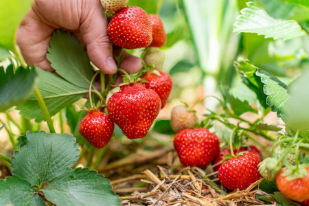 Ripe Red Strawberries with Human Hand Closeup on Sunny Day. Fresh Fruit Conceptの写真素材