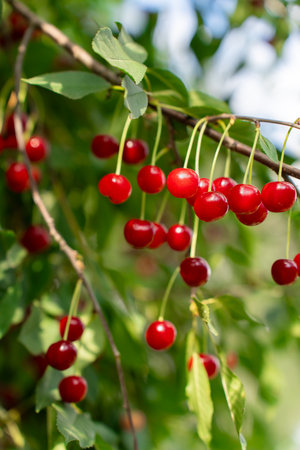 Tree Branch with Red Ripe Felt Cherries. Harvest of berries in a farmers orchardの写真素材
