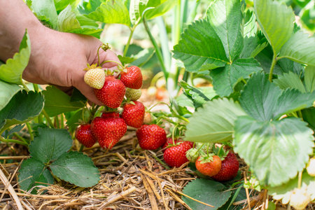Hand Picking Fresh Strawberries on Bush Closeup on Sunny Day. Fresh Fruit Conceptの写真素材