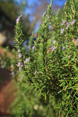 blooming rosemaryの写真素材