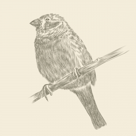 Hand drawing bird sketch のeditorial素材