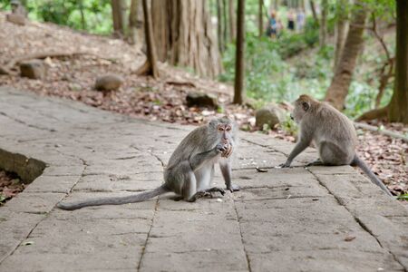 Monkeys sit on the trail.Monkey forest in Bali. Monkey in the Park. The monkey sits.