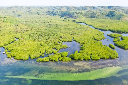 River in the mangroves, top view. Tropical landscape with mangrove forest and rivers. The nature of the Philippine Islands.の写真素材