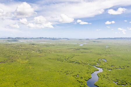 River in the mangroves, top view. Tropical landscape with mangrove forest and rivers. The nature of the Philippine Islands.の写真素材
