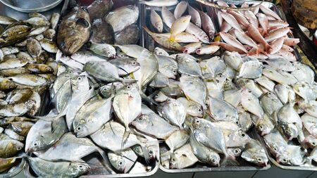 A lot of small fish for sale. Fish shop. Various fish on the counter.