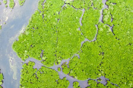 Mangroves, top view. Mangrove forest and winding rivers. Tropical backgroundの写真素材