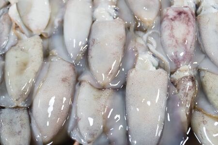 Fresh Squid on a market stall. Closeup fresh squid on the market. Fresh seafood. Fresh seafood...