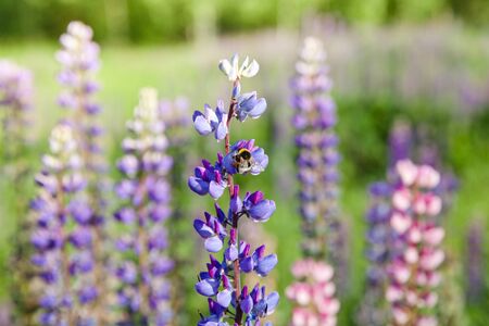 bumble bee collecting nectar on a purple lupine. Blooming lupins in the summer. Landscape with wildflowers.の写真素材
