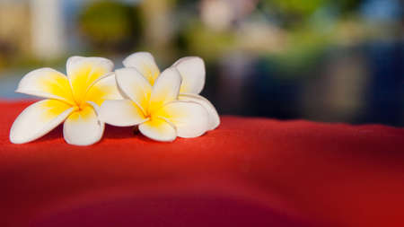 white frangipani flowers on red fabric. Rest in Asia.の写真素材