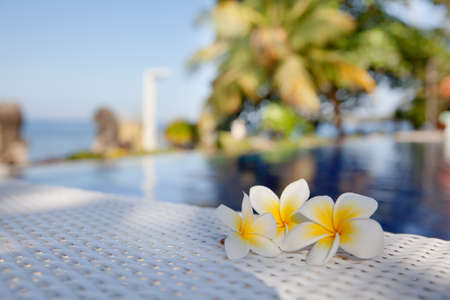 white frangipani flowers on the beach by the pool. White frangipani flowers.の写真素材