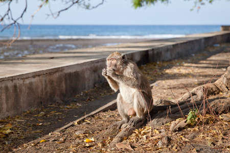Wild monkey eating fruit. Macaque sits on the seashore.
