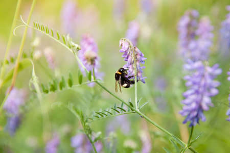 Bumblebee. Beautiful summer background. Bumblebee pollinates flowers. Wildflowers and insect.