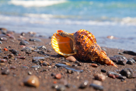 Charonia tritonis clam on the sand. Triton is very large predatory marine gastropods snail in the...