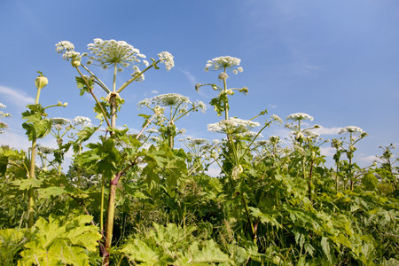 Giant hogweed in sunlight in summer. A large hogweed plant with a white inflorescence.
