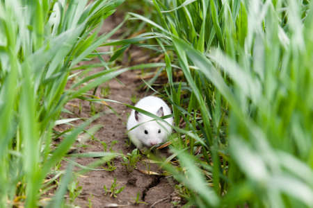 Hamster in the grass. Tamed hamster on a walk.の写真素材