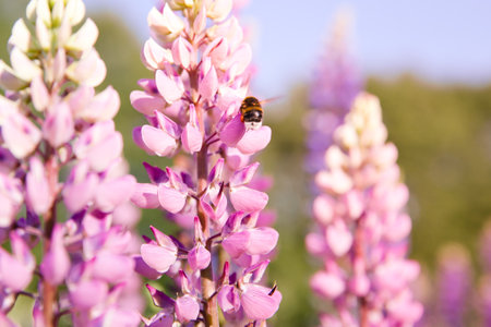 bumble bee flying around violet lupine blossoms. lupin and bumblebee. Landscape with wildflowers.