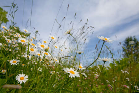 Camomile flowers on a lovely summers day. Field daisies close-up.