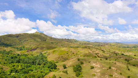 Cows graze in the mountain meadows. Beautiful landscape on the island of Luzon, aerial view. Hills...