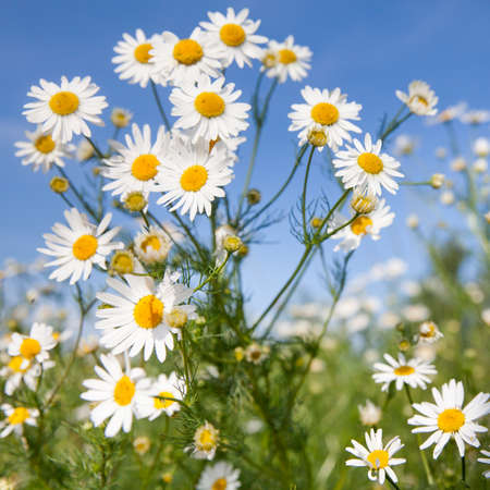Chamomile flowers against the sky, White wildflowers on a clear day.の写真素材