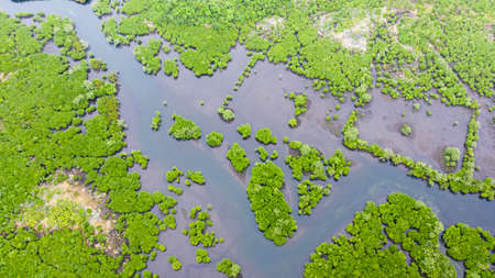 Mangrove forests and rivers, top view. Tropical background of mangrove trees.の写真素材
