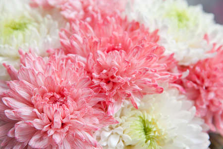 Pink peony close-up. Beautiful flower with many petals.の写真素材