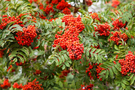 Rowan bunches on a branch. Ripe red berries. Wild berries on the tree.