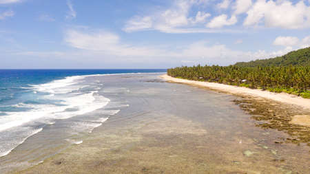 The rocky coast of a tropical island. Siargao, Philippines. Seascape with palm trees in sunny weather, aerial view. Coconut trees by the sea.の写真素材