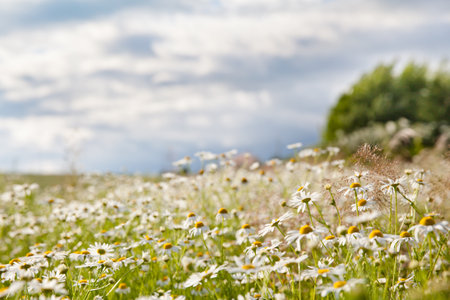 Landscape with daisies in Sunny weather in summer. Wildflowers close-up. Summer flowers.
