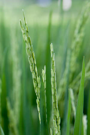Close up of green paddy rice plant. Rice ears.