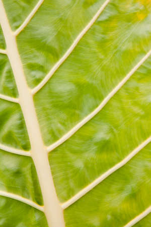 A beautiful fresh green leaf highlighted by the sun. The plant has a beautiful expressive structure....