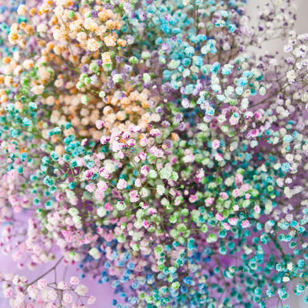 a bouquet of multicolored gypsophila, close-up with a blurry background. selective sharpness. as a background for the designer.の写真素材