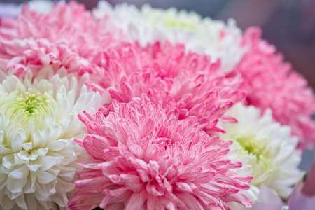 bouquet of peonies. Pink and white peonies. Flower petals close-up. Floral background. A bouquet of garden flowers.の写真素材