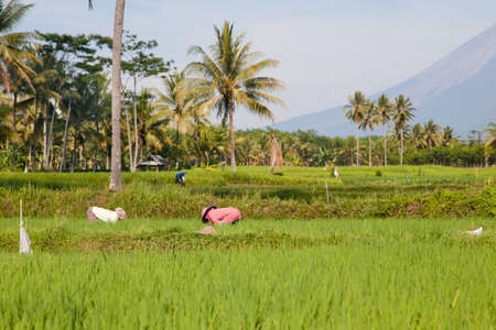 Beautiful landscape with palm trees and rice fields in sunny weather. Rice Planting in Bali island, Indonesia.の写真素材