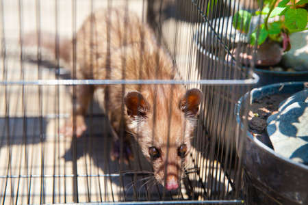 Civet Luvak - an animal making most expensive in world of the coffee. caged luwakの写真素材