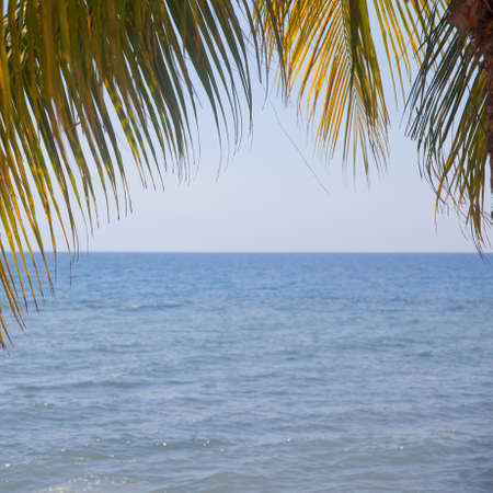 Palm leaf and tropical beach. Palm leaf on the background of the sea. Coast of Bali Island,...