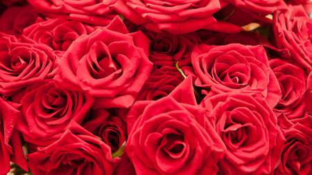 Red natural roses background. Large roses, top view.