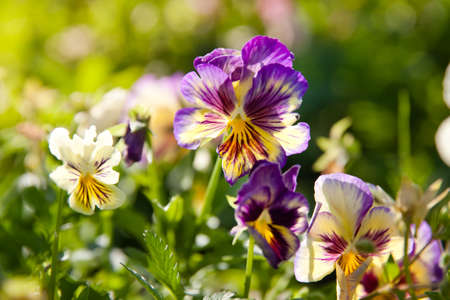 Close up of a purple pansy against blurry background. Pansy flower close up surrounded by green...