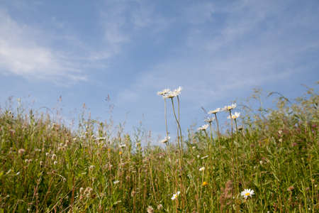 Chamomile flowers against the sky, White wildflowers on a clear day.の写真素材