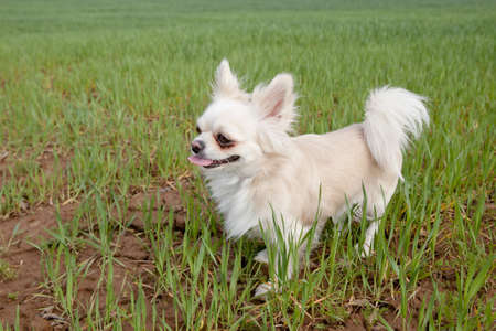 Dog breed chihuahua on a background of green grass. petite Chihuahua happily on a cloudy day above the meadow. Small purebred dog.の写真素材