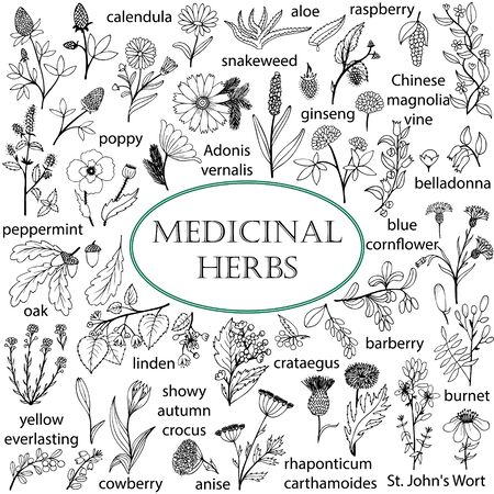 Set of hand-drawn illustrations of medicinal herbs. Black-and-white doodles.のイラスト素材
