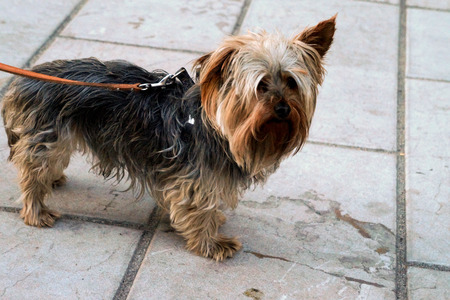 Photo of the darling of a Yorkshire terrier on a lead on the street.の写真素材